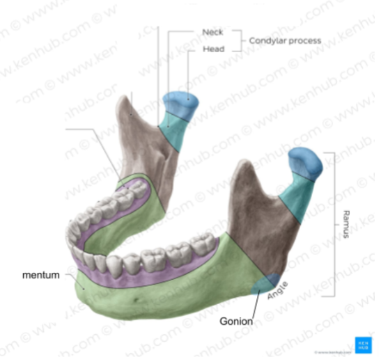 <p>Where the (mandibular) body meets the ramus </p>