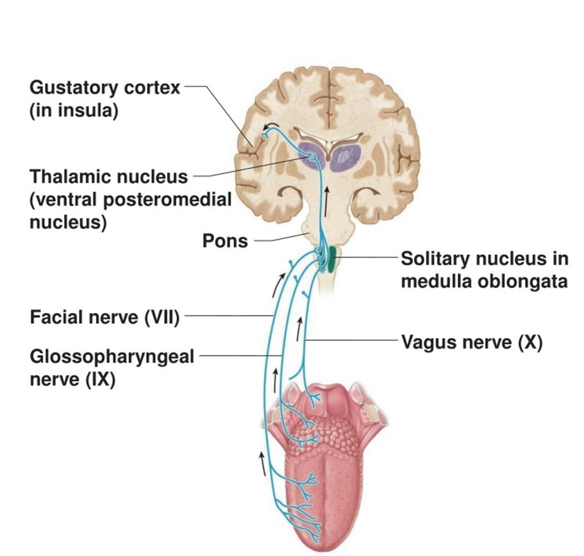 <p>1) <u>Smaaksensoren in tong</u></p><p>2) <u>Craniale zenuwen</u></p><p>3) <u>Nucleus solitarius van medulla oblongata</u></p><p>4) <u>Ventrale posteromediale (gustatieve) thalamus </u></p><p>5) <u>Gustatieve cortex</u></p><ul><li><p>insula</p></li><li><p>niet contralateraal! ipsalateraal</p></li></ul><p></p>