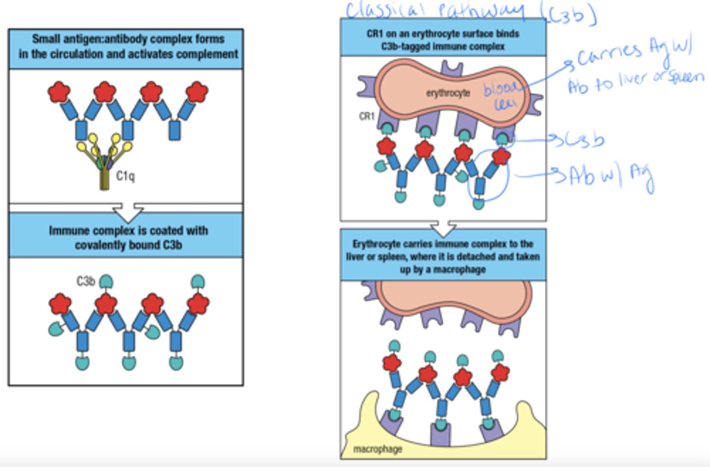 <p>- ag:ab complex forms and triggers complement</p><p>- complex is covered with C3b</p><p>- CR1 from Erythrocyte binds to the C3b tagged complex</p><p>- Erythrocyte carries complex to liver or spleen where a macrophage then deals with it</p>