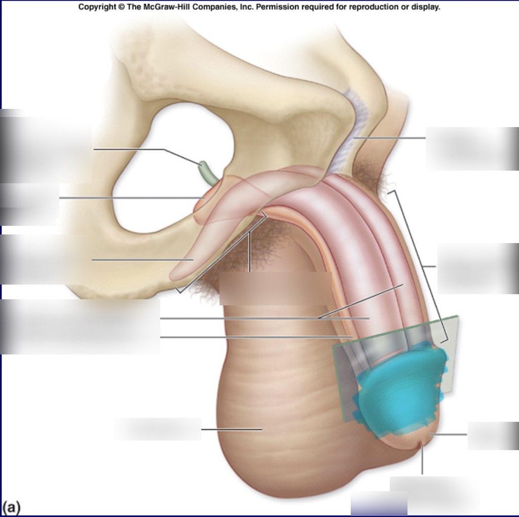 <p>What is the name of this highlighted structure ?</p>