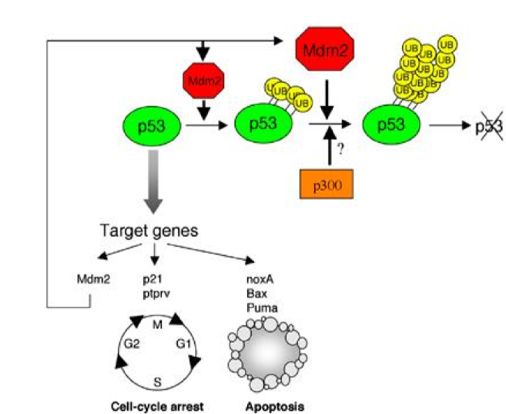 <p>when p53 is activated, it binds to target genes such as p21 and PUMA, but it also binds to and activates MDM2, a ubiquitination ligase</p><p></p><p>MDM2 adds Uv tags to p53 which is a signal to the cell to degrade it</p>