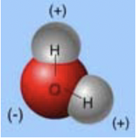 <p>in this molecule, what type of bond is found between oxygen and hydrogens?</p>