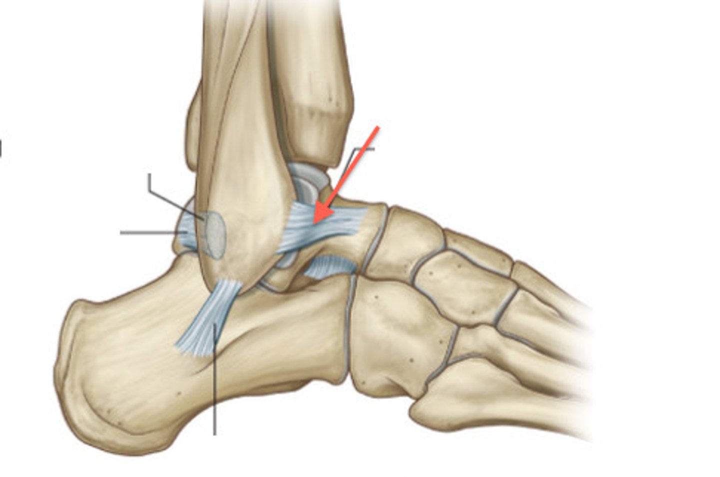 <p>- ligament running from the anterior aspect of the talus to the fibula</p><p>- horizontal band between the anterior talus and fibula</p><p>- most commonly injured ligament in a sprained ankle</p>