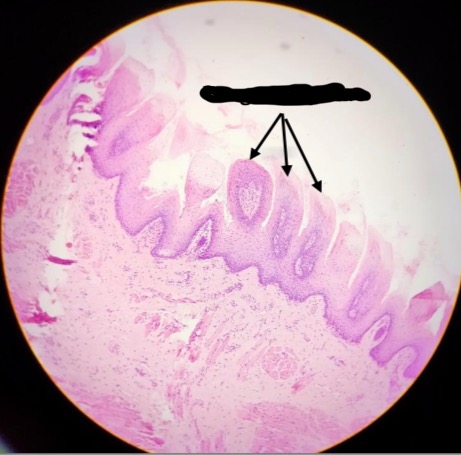 <p><span>Identification:</span></p>