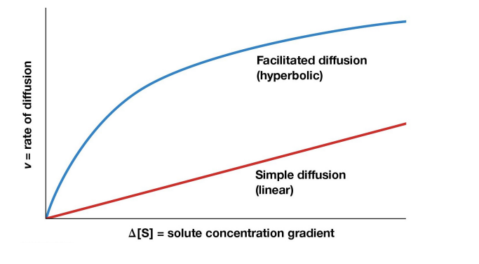 <ul><li><p><span>Molecules move down their concentration gradient (from high to low) across a cell membrane with the help of membrane proteins</span></p></li><li><p><span>Limited # of transport proteins so saturation occurs</span></p></li></ul><p></p>