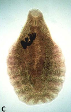 <ol><li><p>SN</p></li><li><p>Predilection site</p></li><li><p>Host</p></li><li><p># Caecum</p></li><li><p>Plane of Disk with # of rows of Alveoli</p></li></ol><p></p>
