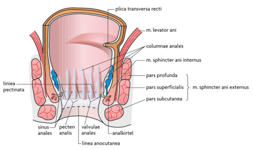• #Funktion#
Fæces, tyktarmens kontinensorgan

• #Ydre beskrivelse#
 3,5-4 cm lang
 Flexura perinealis - vinkel på 80 grader mellem canalis analis og rectum dannes af m. puborectalis-slyngen -> denne er også med til at modvirke inkontinens
 
 • Lukkemuskler
 M. sphincter ani externus (tværstribet)
 § Tyk muskelcylinder
 § Inddeles i: subcutan, superficiel og profund -> tre ringe ovenpå hinanden
 
 M. sphincter ani internus
 § Forstærkning i stratum circulare af tunica muscularis
 
 ○ De to muskulaturer kan sammenlignes med to rør udenpå hinanden som er forskydelige

• #Indre beskrivelse#
I orale halvdel ses *columnae anales* - fem til ti longitudinelle folder i slimhinden forårsaget af underliggende vener 

Imellem columnae i *sinus anales* udmunder *glandulae anales*. 

 Columnae er nederst forbundet med en 
 slimhindefold *valvulae anales*, de danner 
 tilsammen *linea pectinea*
 -Afgrænser det endoderm- og 
 ektodermderiverede områder

Området nedenfor benævnes *pecten analis*
Heri ses *linea anocutanea*, svarende til furen mellem den interne og eksterne sphincter (den intersphincteriske linje)

• #Topografi og relationer#
Analkanalen er omgivet af mm. levatores ani, som hæfter derpå med en masse fibre og længere nede den eksterne sphincter. Til siderne rigelige mængder fedtvæv, som tillader udspiling af anus ved defækation. 

• #Peritoneal forhold - fiksation#

• #Kar og nerveforsyning#
 aa. rectales inf. fra aa. pudendae int.

Vener begynder i plexus venosus submucosus