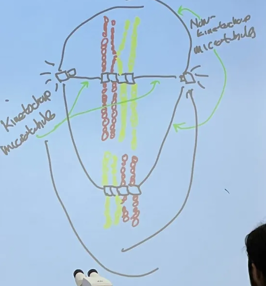 <p>Metaphase I 2N, 4C</p>