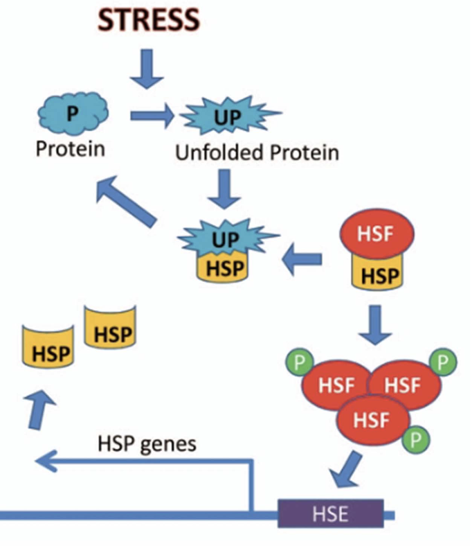 <ul><li><p class="">When proteins unfold:</p><ul><li><p class=""><strong>HSPs dissociate</strong> from <strong>Heat Shock Factors (HSFs)</strong></p></li><li><p class="">Freed <strong>HSFs trimerize</strong> (phosphorylated) and become active</p></li><li><p class="">Activated HSFs enter nucleus → <strong>increase transcription of HSP genes</strong></p></li></ul></li></ul><p></p>