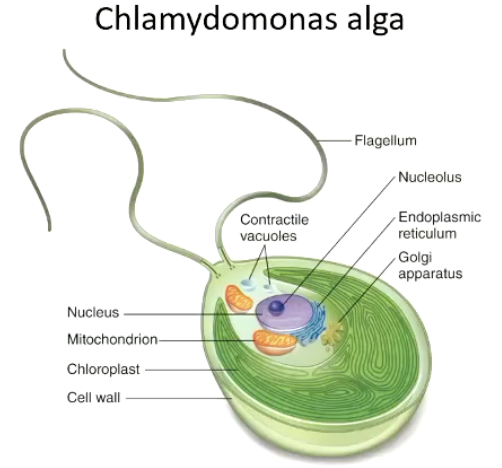 <ul><li><p>Defined by prescence of a <strong><em>membrane-bound nucleus</em></strong></p></li><li><p>Usually <strong><em>larger</em></strong> than bacterial/archael cells</p></li><li><p>Usually contain intracellular compartments (<strong><em>organelles)</em></strong></p></li><li><p>May possess a <strong><em>cell wall</em></strong> structure</p></li><li><p>Complex <strong><em>internal cytoskeleton</em></strong> in place</p></li></ul><p></p><p>Image: The alga Chlamydomonas displays general eukaryal cell structures, including a nucleus, the Golgi apparatus, and mitochondria. You might conclude that Chlamydomonas is a photosynthetic cell because it has a chloroplast and that it is motile because it has two flagella.</p>