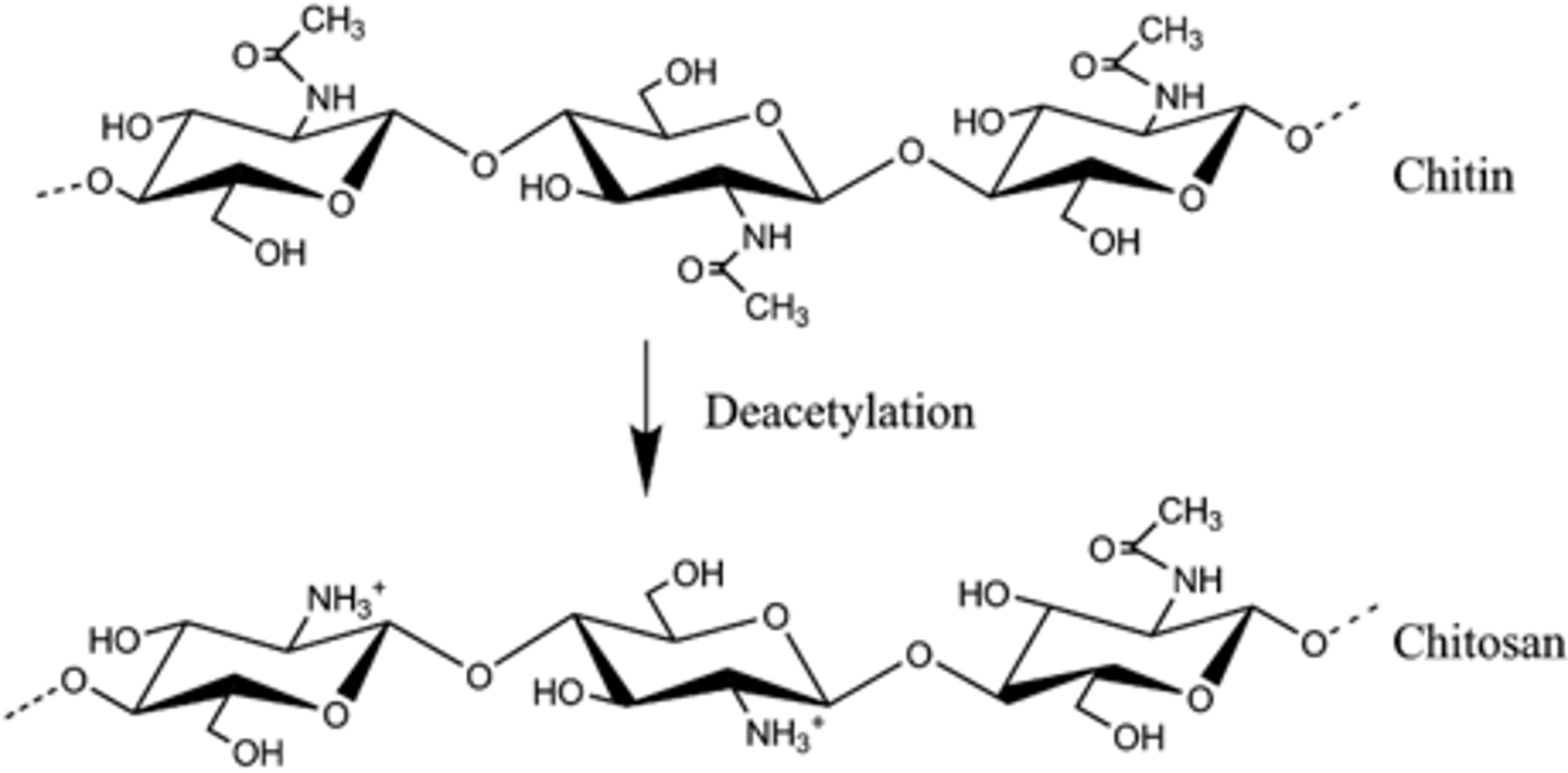 <p>1. deproteination<br>2. demineralization<br>3. discoloration<br>4. deacetylation</p>