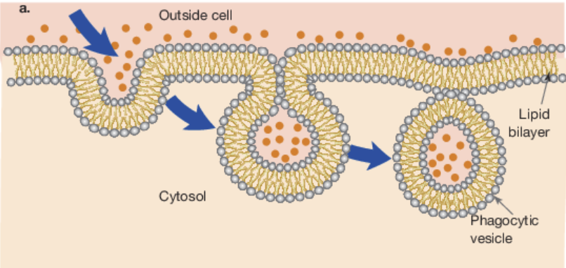 <p>endocytosis</p>