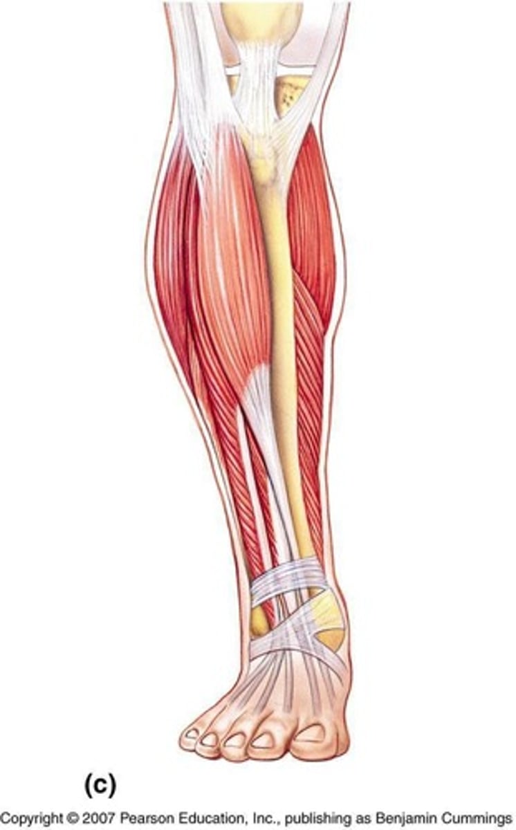 <p>A muscle that everts and plantarflexes the foot.</p>