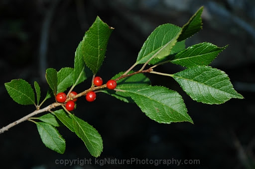 <p>aka winter berry</p><p>contains saponins and are only really edible when the fruit is fully ripe </p>