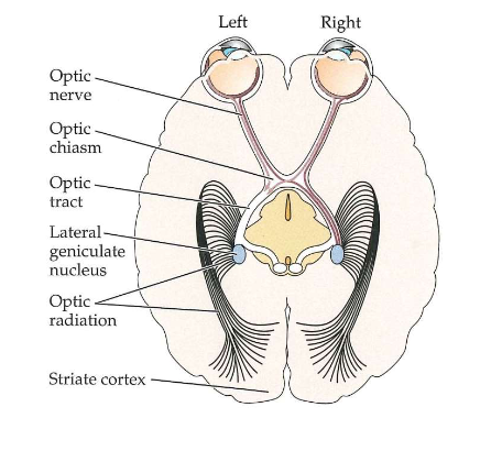 <ul><li><p>LGN</p><ul><li><p>structuur in thalamus (onderdeel van middenhersenen)</p></li><li><p>fungeert als verbindingsstation op weg van netvlies naar cortex</p></li><li><p>axonen van retinale ganglioncellen maken synapsen in 2 LGNs (1 in elke hersenhelft)</p></li><li><p>LGN heeft input- &amp; outputverbindingen met visuele cortex</p></li></ul></li></ul><p></p>