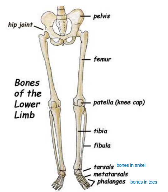 <p>tibia closes to big toe</p><p><mark data-color="yellow" style="background-color: yellow; color: inherit">fibula </mark></p>