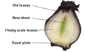 <p><span><span>oval-shaped specialized underground plant storage structures which serve as organs and reproduce perennially; contain fleshy leaves</span></span></p>