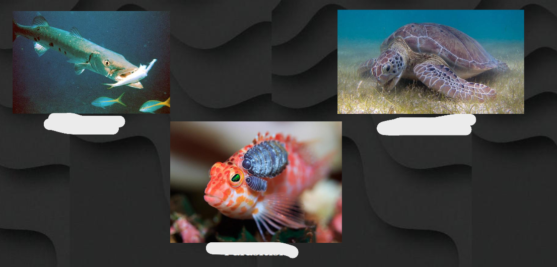 <p>what is the images showing (l to r)</p>