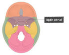 <p><strong><mark>a </mark>bony tunnel in the sphenoid bone that connects the orbit to the middle cranial fossa, allowing the optic nerve and the ophthalmic artery to pass from the skull base to the eye socket</strong>.</p>