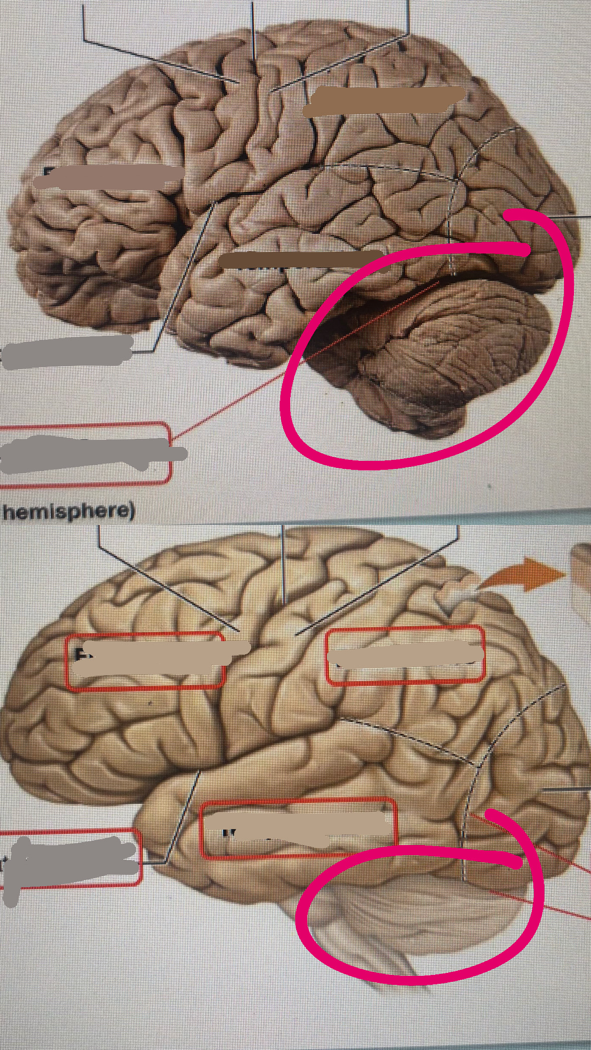 <p>functions with other brain structures to coordinate ongoing voluntary movement to reduce motor error</p>