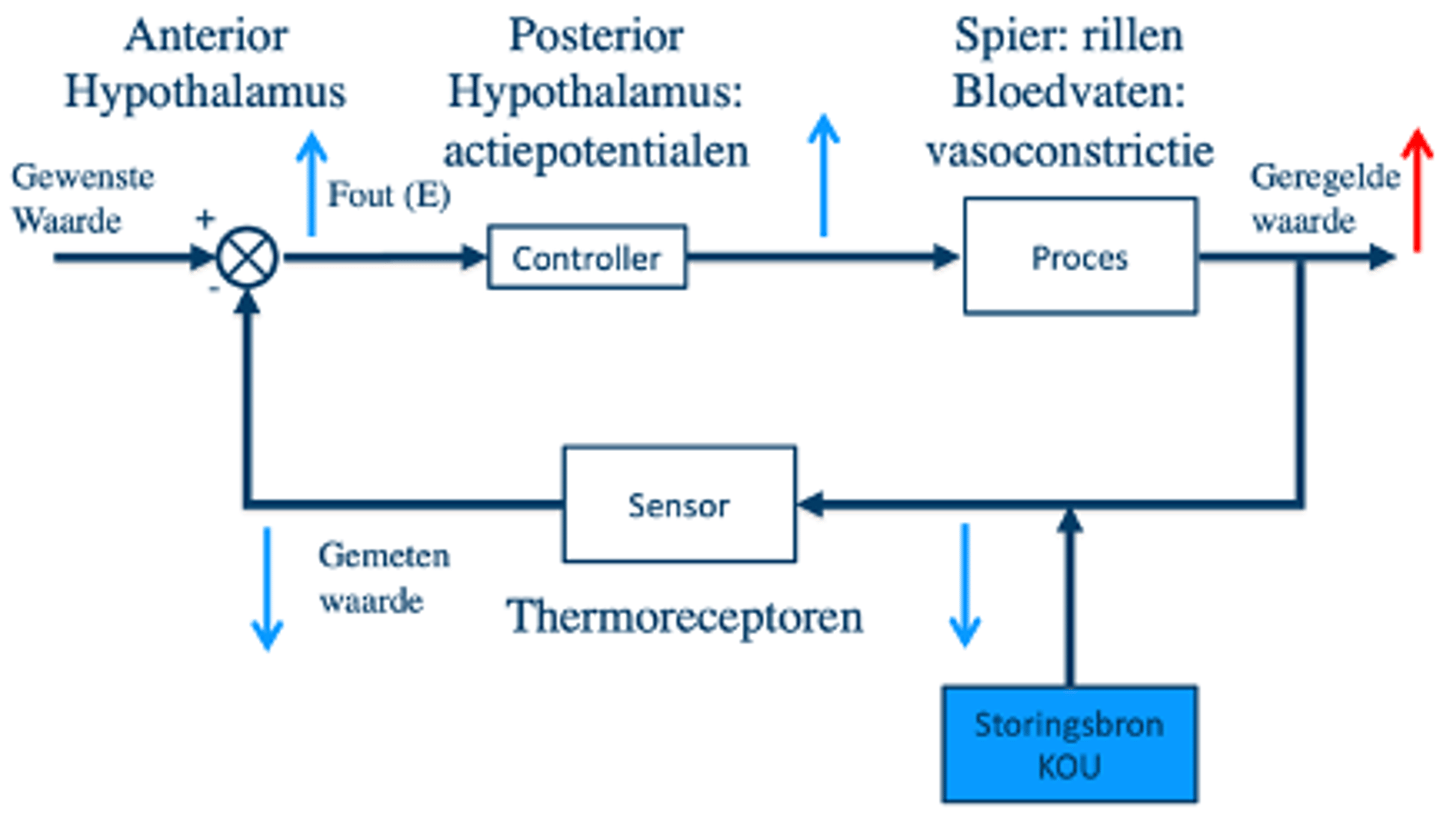 <p>- gewenste waarde is door lichaam bepaald (dit zijn elektrische ladingen van neuronen)</p><p>1. centrale thermoreceptoren (in anterior hypothalamus) meten kerntemperatuur en zetten dit om in stroompjes</p><p>2. stroompjes worden hier vergeleken</p><p>3. controller (posterior hypothalamus) zet processen aan het werk d.m.v. actiepotentialen</p>