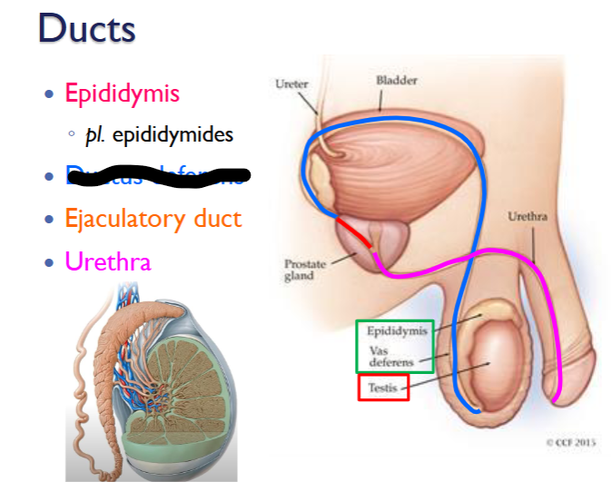 <p>What is this within the Reproductive Ducts?</p>