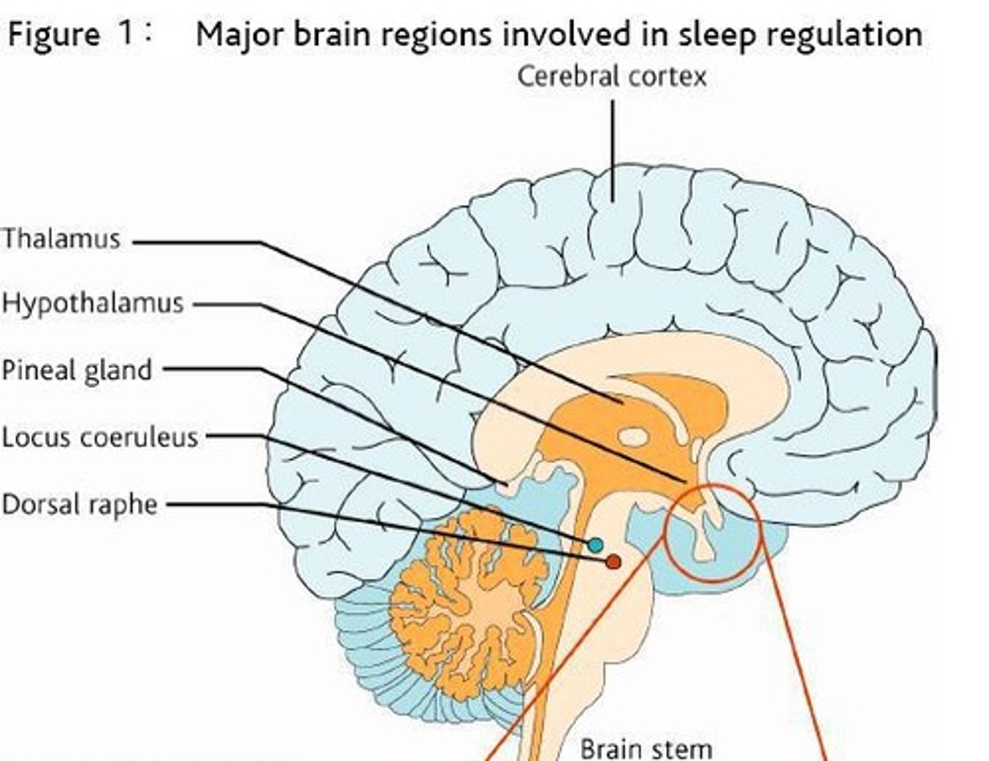 <p>The RAS is involved in regulating arousal and wakefulness.</p>