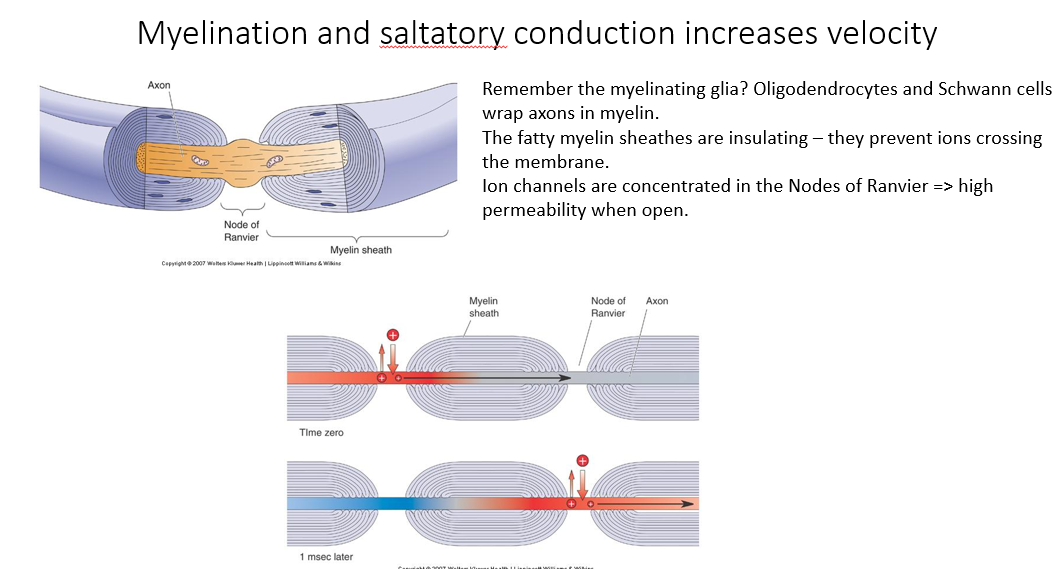 <p>Myelination provide reliable and rapid conduction.</p><ul><li><p>produced by the myelinated glia</p></li><li><p>insulate the axons or insulate the membrane separating the intracellular and the extracellular space</p></li></ul><div data-type="horizontalRule"><hr></div><p>Node of Ranvir:</p><ul><li><p>the gaps between myelination</p></li><li><p>regions which have high channel density</p></li><li><p>intermediate (insulated) regions have very low channel density because it’s very difficult for ions to move from the intracellular space across the myelin sheath into the extracellular space</p></li></ul><div data-type="horizontalRule"><hr></div><p>Saltatory conduction:</p><ul><li><p>Essentially, we’re getting action potentials leaping from on node of Ranvir to another. </p></li><li><p>This means that the internal diffusion of sodium ions between the nodes has to be sufficient to cause depolarization at the adjacent node to actually cause an action potential (because if there is insufficient diffusion, we won’t get action potential conduction).</p></li></ul><p></p><ul><li><p>Without the myelin sheath, we would get lots of individual action potentials at many places. But this would slow it down a lot. </p></li><li><p>If the myelin is in large spacings, it might be insufficiently depolarized to actually cross the threshold at the adjacent nodes of Ranvir. </p></li></ul><p></p>