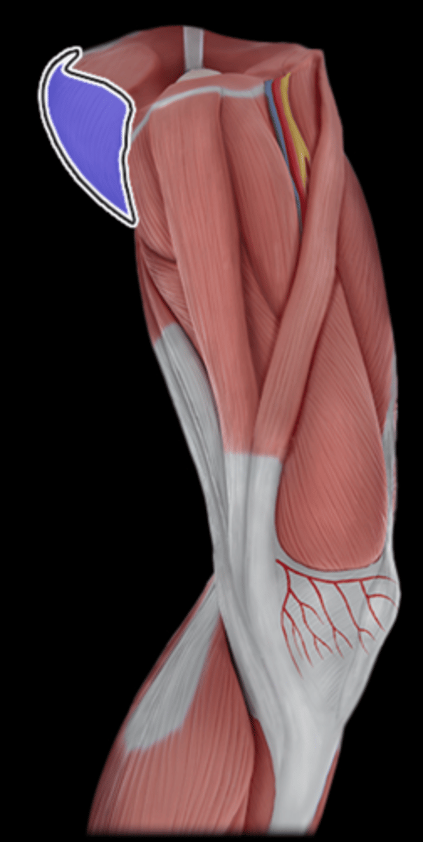 <p>What Muscle Is Highlighted?</p>