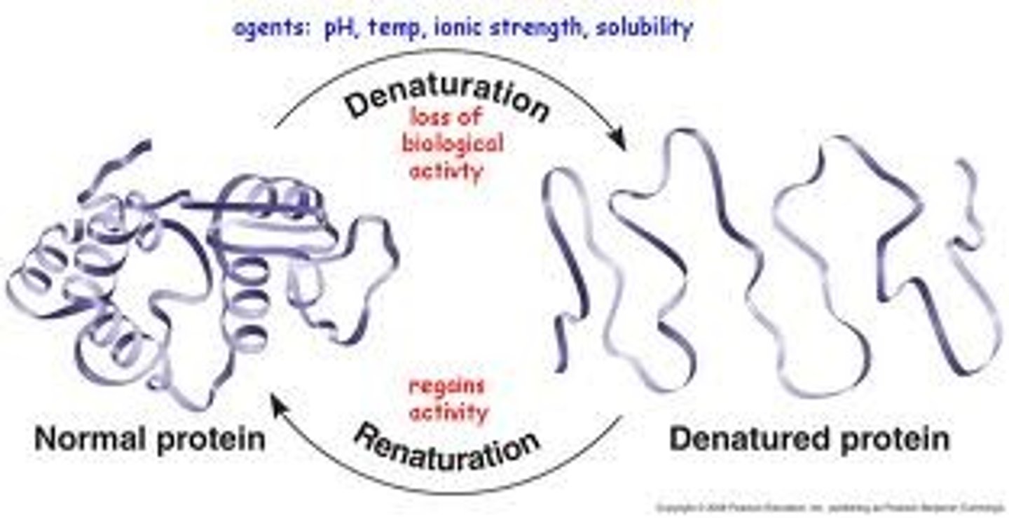 <p>Characteristic of proteins; a change in shape that stops the protein from functioning.</p>