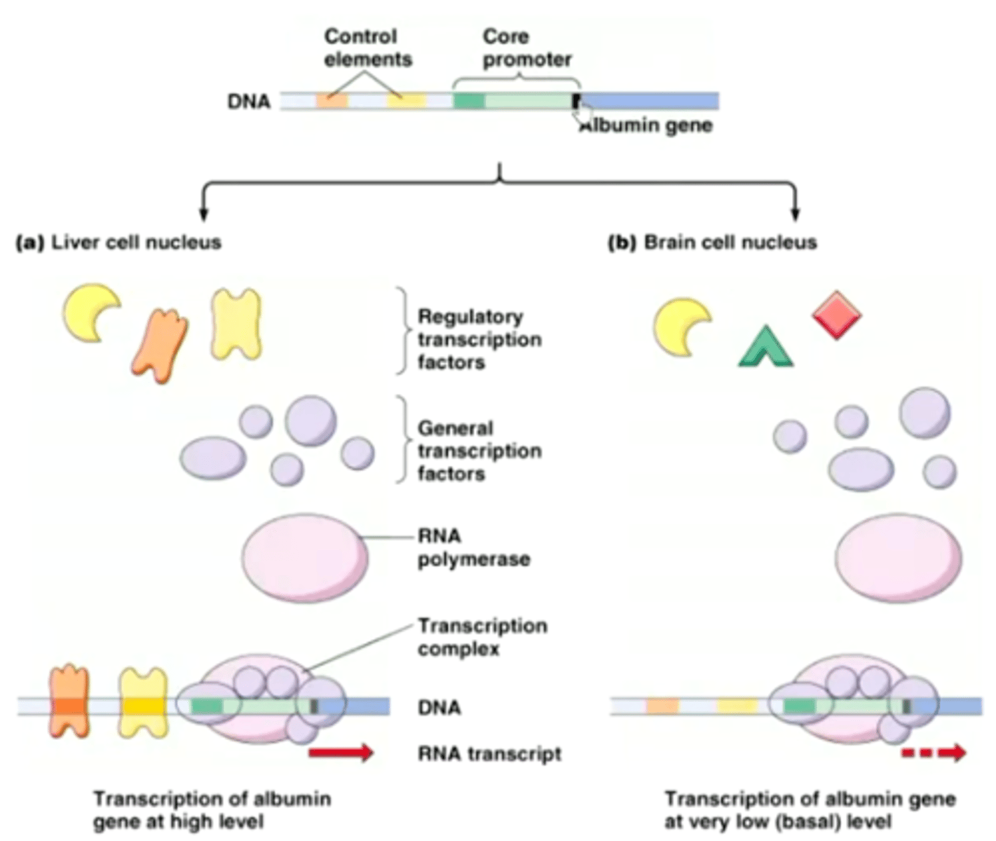 <p>transcription factor bind</p>