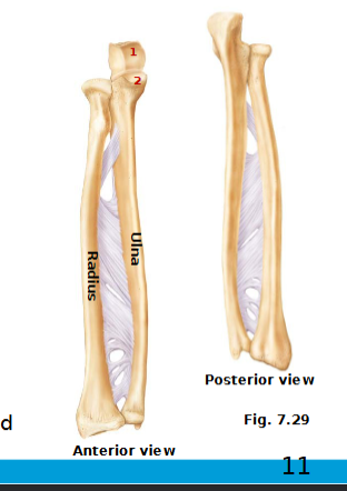 <ul><li><p>head at proximal end</p></li><li><p>distal end at the wider end</p></li><li><p>distal end has medial ulnar notch & lateral styloid process</p></li></ul><p></p>