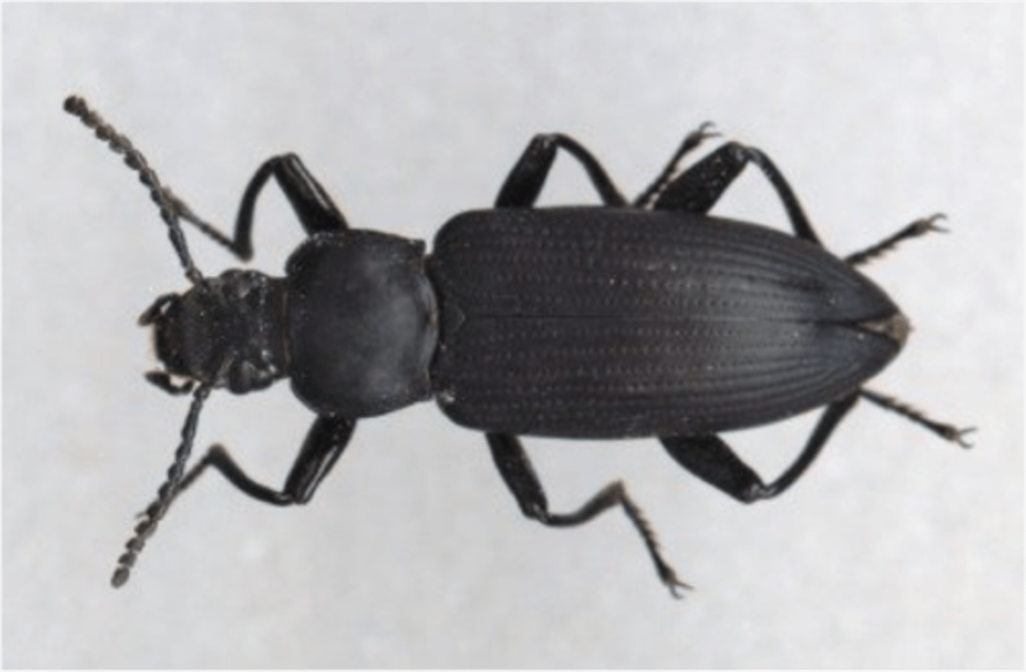 <p>dull brown/black, striated/warty elytra, most clavate antennae, most nocturnal, scavenger (rotting wood), larvae are mealworms</p>