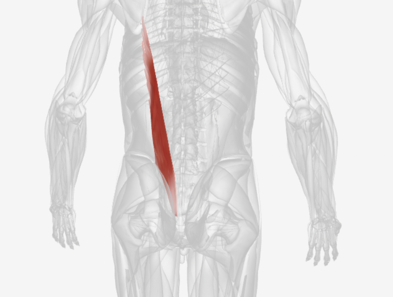 <p>Identify the image</p>