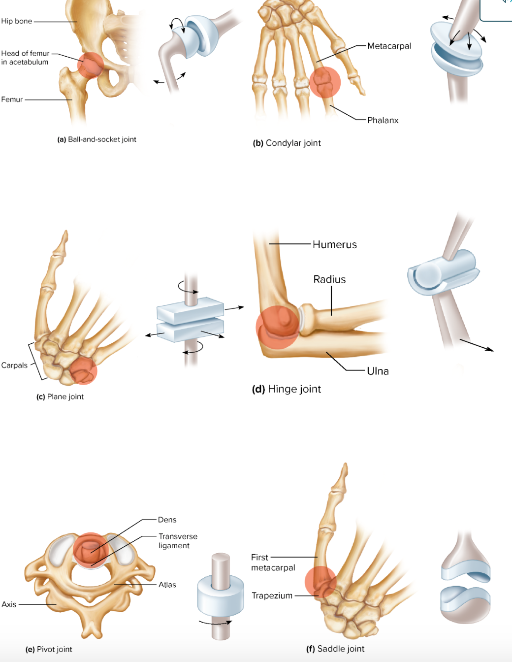 hinge joint 