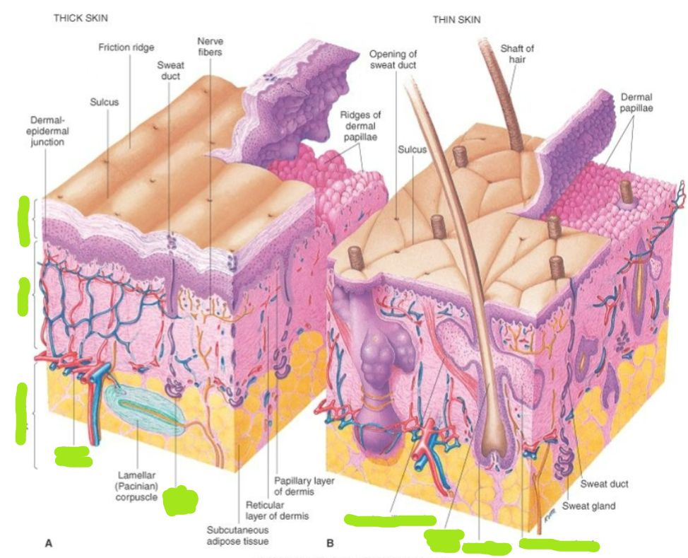<p>What are the highlighted structures?</p>