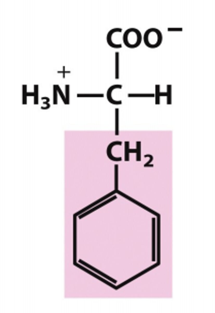 <p>Which amino acid is this?</p>