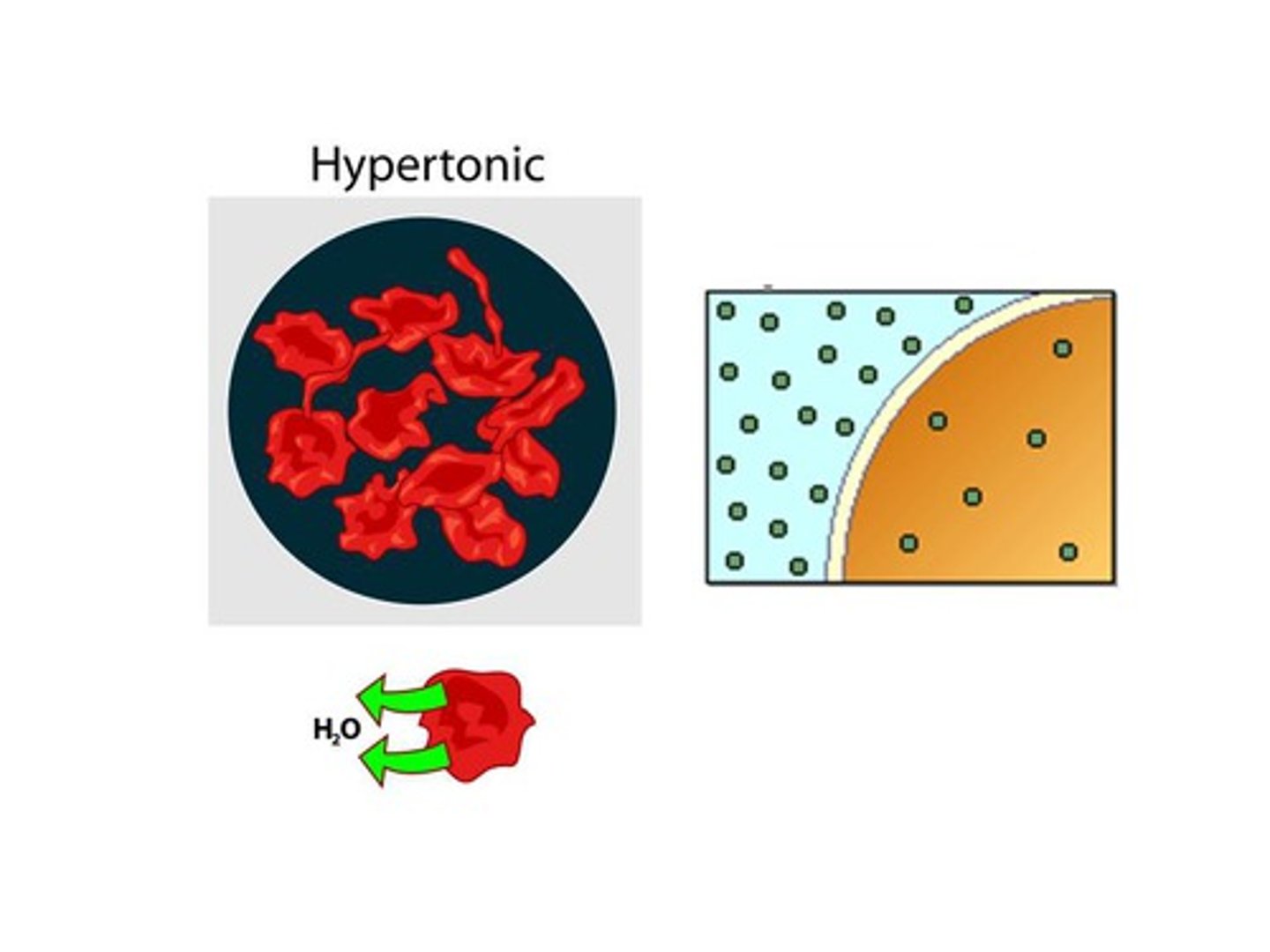 <p>describes a solution whose solute concentration is higher than the solute concentration inside the cell.</p>