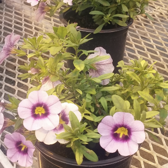 <p>Name This Flower</p>