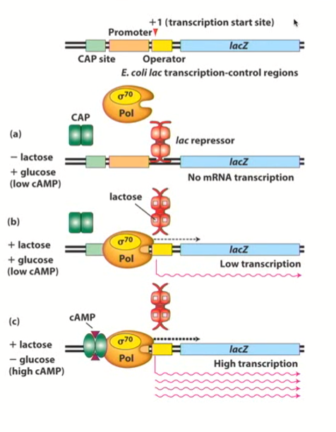 <ul><li><p><strong>Turned on by bacterial RNA polymerase II</strong>, but it needs help identifying where to bind (what genes need to be activated/the promoter region)</p></li><li><p><strong>Sigma factors tells RNA polymerase where to bind</strong> by recognizing specific sequences <strong>in the upstream region (the promoter region)</strong></p></li><li><p><strong>Proteins are recognizing sequences in the DNA which is instructing them where to interact</strong></p></li><li><p>There may be additional sequences upstream that enhance the binding of the RNA/sigma factor complex, or even do the opposite and repress it</p></li></ul><p></p>