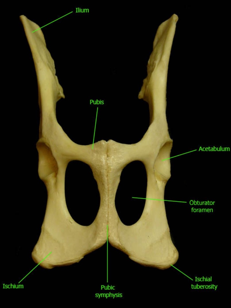 <ul><li><p>Cartilaginous pelvic plates develop.</p></li><li><p>Each plate has two <strong>ossification centers</strong>:</p><ul><li><p>One forms the <strong>Pubis</strong>. (cranial)</p></li><li><p>One forms the <strong>Ischium</strong>. (caudal)</p></li></ul></li><li><p>Another cartilage mass (<strong>blastema</strong>) forms dorsally, giving rise to the <strong>Ilium</strong>.</p></li><li><p>The ilium, ischium, and pubis grow together and meet at a joint cavity called the <strong>Acetabulum</strong>, which holds the head of the femur.</p></li></ul><p></p>