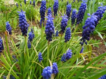 <p>Modřenec hroznatý</p>