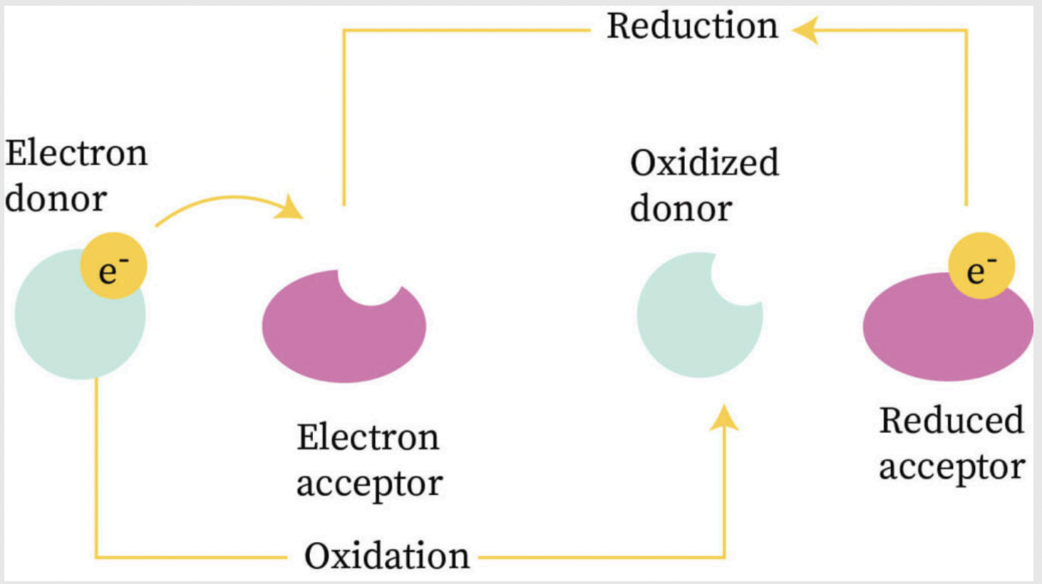 <p>Oxidation is Losing electrons</p><p>Reduction is Gaining electrons</p>