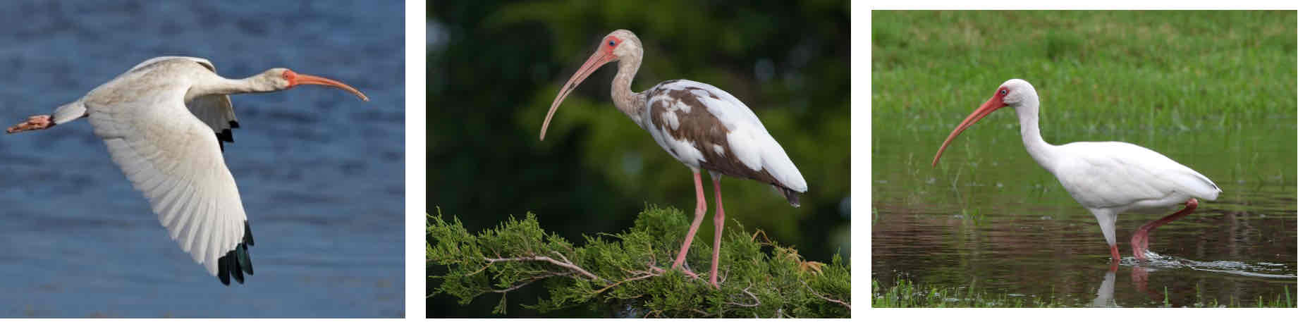 <p></p><ul><li><p>Long , J-shaped beak</p></li><li><p>Black wing tips</p></li><li><p>Juvenile can be brown</p></li></ul><p></p>