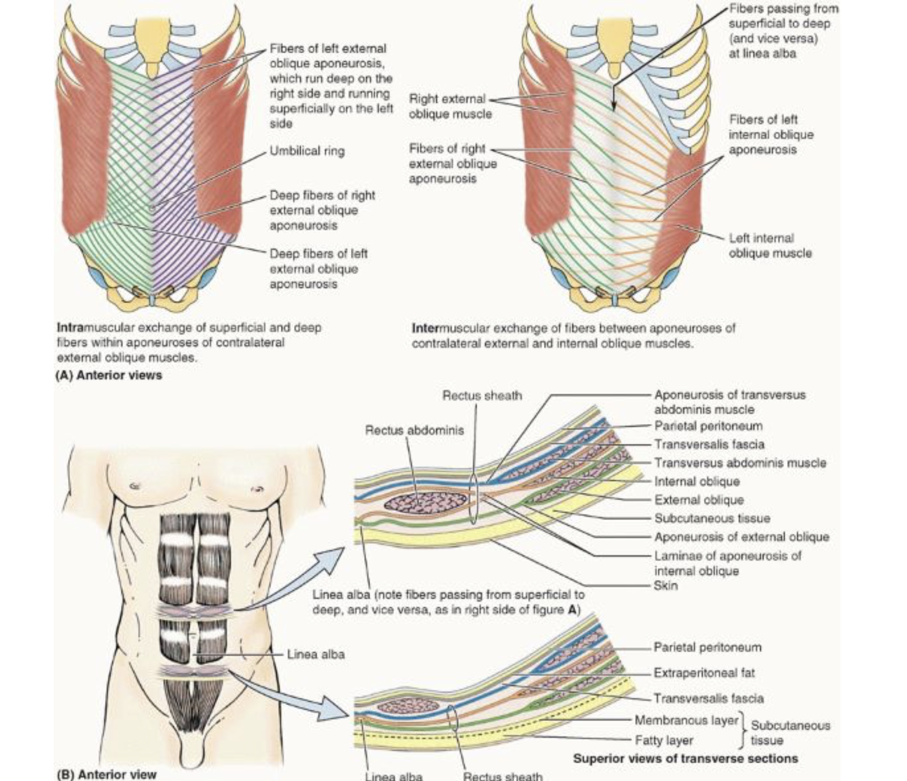 <p>Internal oblique muscle</p>