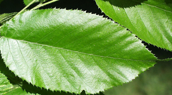 term image