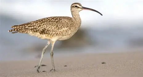 <p>Whimbrel </p><ul><li><p>common shore bird</p></li><li><p>downward curving bill </p></li><li><p>call consists of several rapid whistles </p></li></ul><p></p>