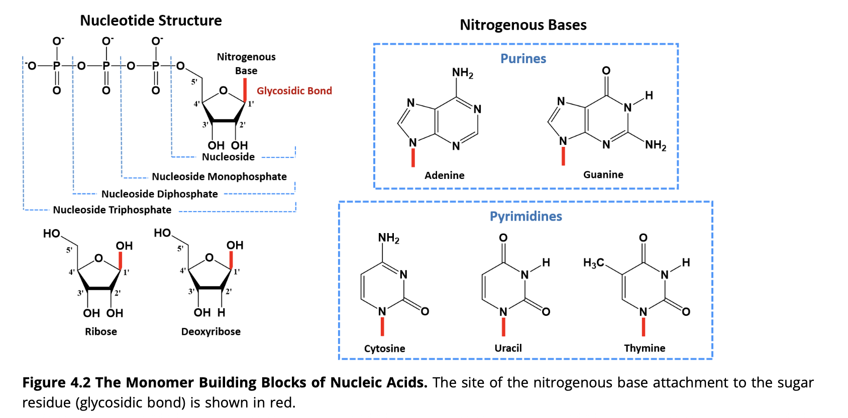 <p>Nucleic acids are macromolecules composed of three main components: a five-carbon sugar, a phosphate group, and a nitrogenous base</p>