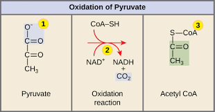 
1. CO2 is removed 
2. NAD+ is reduced to NADH and the 2-carbon compound becomes acetic acid
3. Coenzyme A (CoA) attaches to acetic acid to form acetyl-CoA.