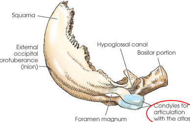 <p>project anteriorly from each side of squama</p><ul><li><p>fuse at basilar portion to complete foramen magnum</p></li><li><p>articulate with both parietals, both temporals, the sphenoid bone, and the atlas (C1)</p></li></ul><p></p>